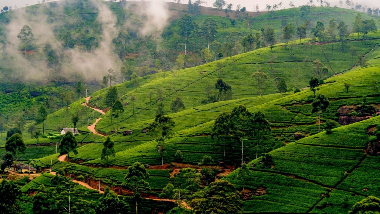 Tea, Spices, Gems, and Beautiful People abound on this Island