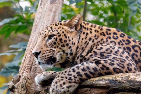 It's the best place to see the Asian leopard